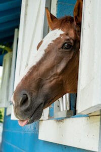 Equestrian Security Cameras